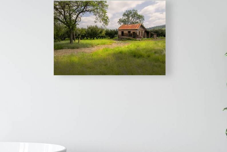 Abandoned House in Olive Orchard by Frank Wilson