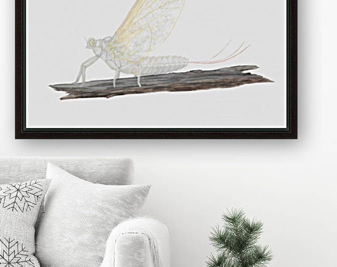 Pale Morning Dun by Lee Garrett