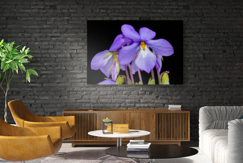 Birds Foot Violet by Joe Riederer