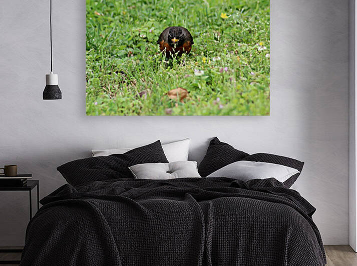 Prowling American Robin by The NC Geek