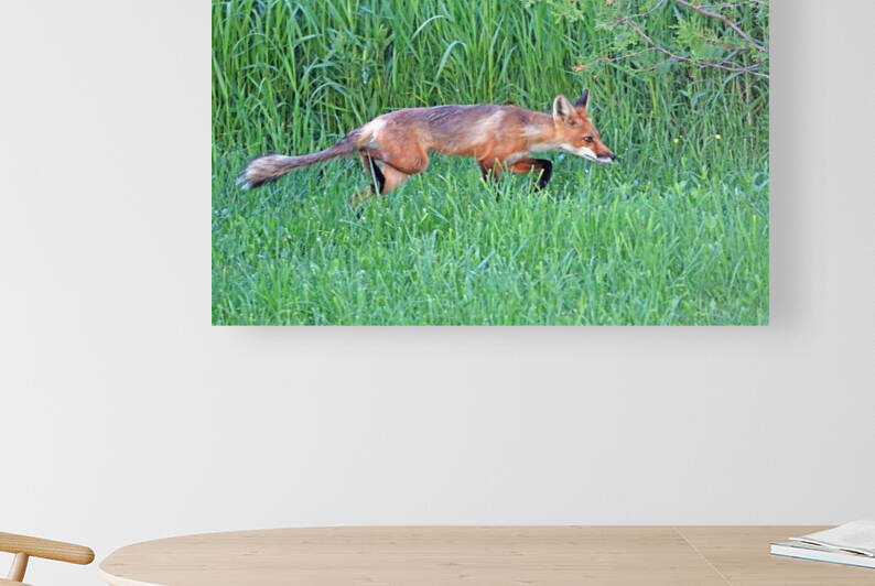 Stealthy Fox by Deb Oppermann