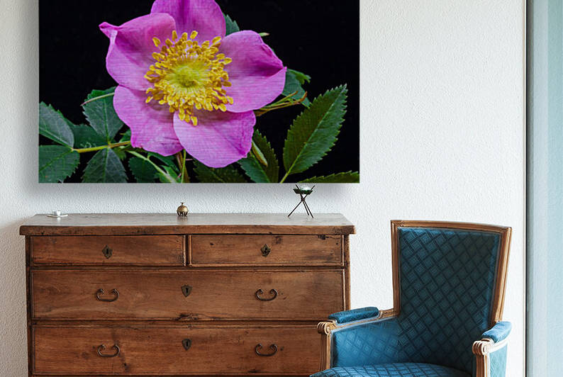 Wild Prairie Rose by Joe Riederer