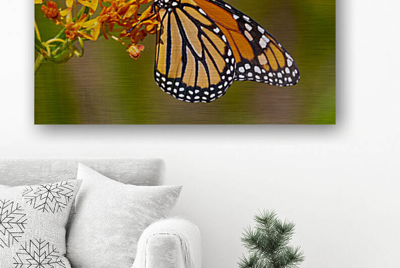 Monarch on Butterfly Weed by Joe Riederer