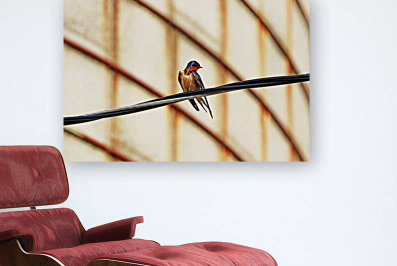 Barn Swallow Fine Feathers by Deb Oppermann