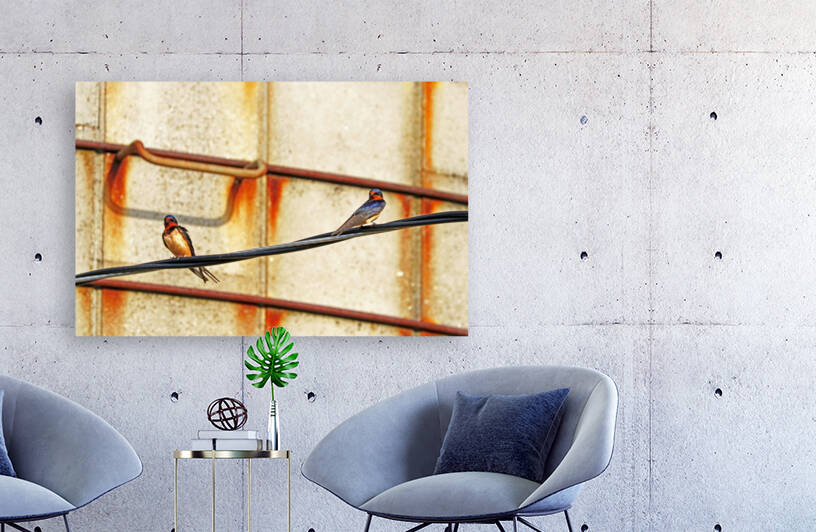 Barn Swallows On Wire by Deb Oppermann