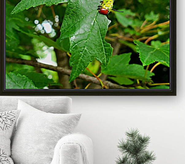 Greenstriped Mapleworm by The NC Geek