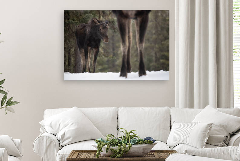 La timide by Philippe DE-BRUYNE