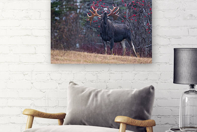 The king  by Philippe DE-BRUYNE