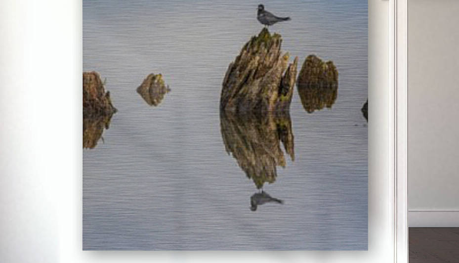 Black Tern Family Reflection by Joe Riederer