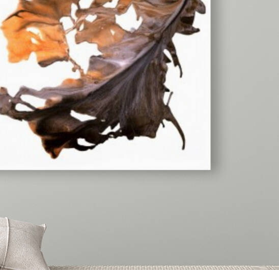 Leaves Series by Shulin Sun