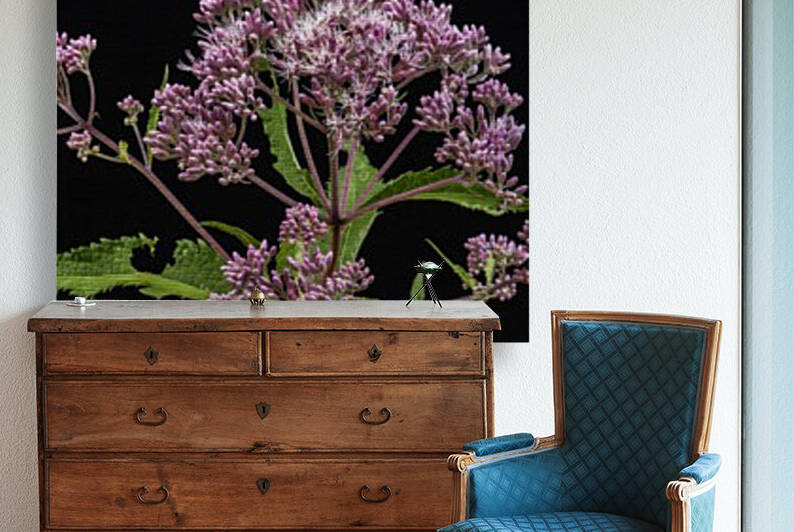 Joe Pye Weed by Joe Riederer