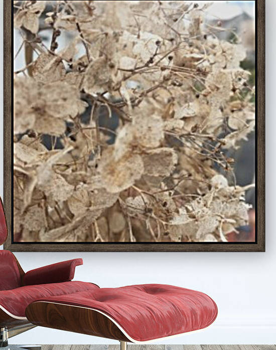 Dried Dreams by Amna Hashmi