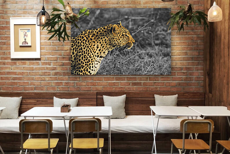 Leopard by VMC Photography