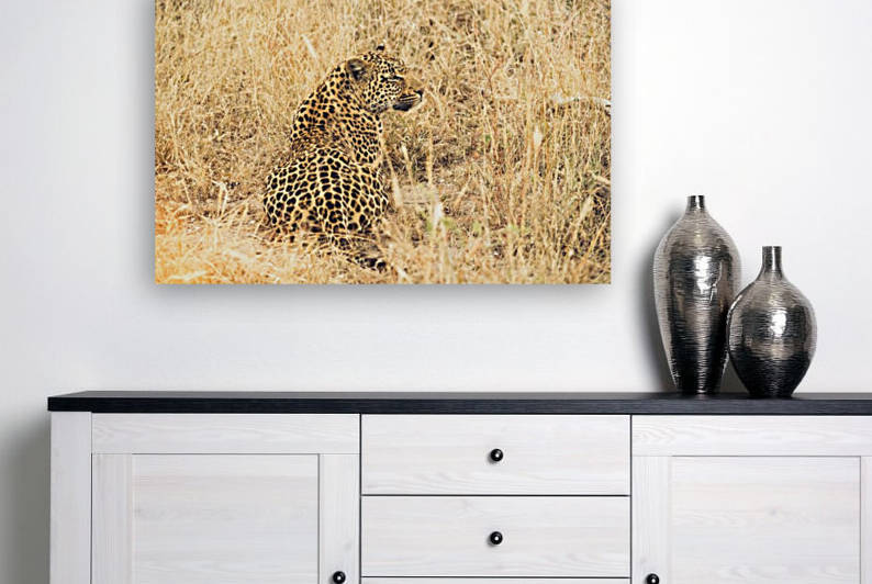 Leopard by VMC Photography