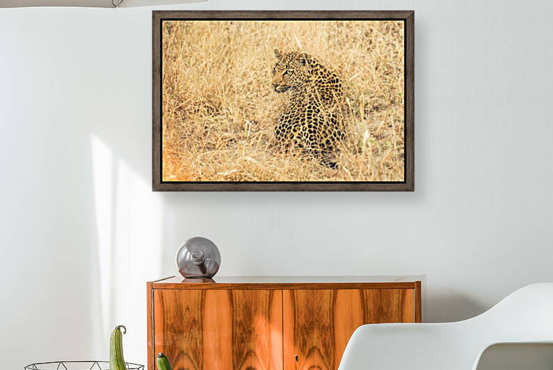 Leopard by VMC Photography