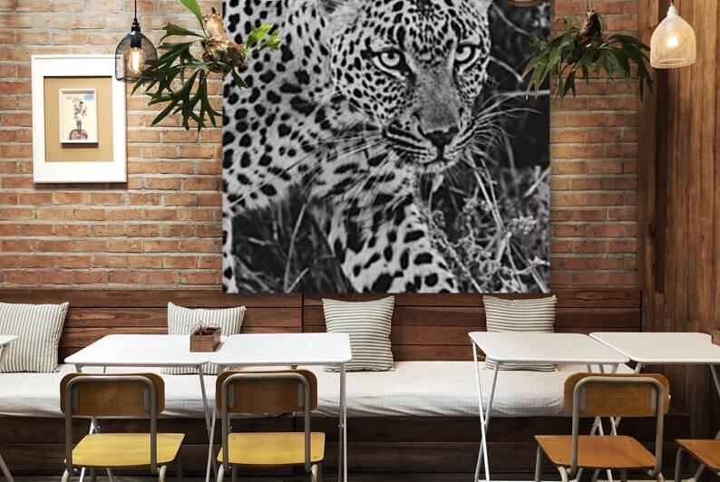 Leopard by VMC Photography