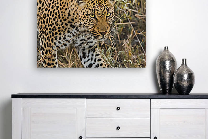 Leopard by VMC Photography