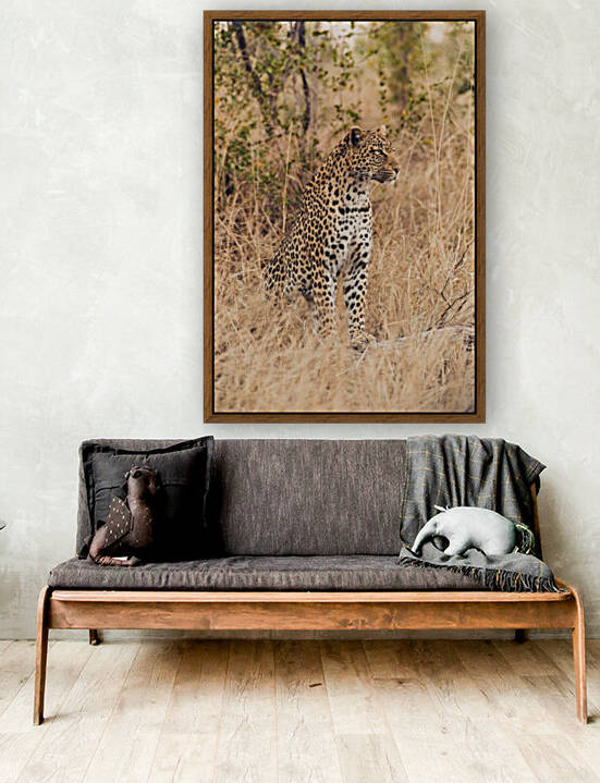 Leopard by VMC Photography