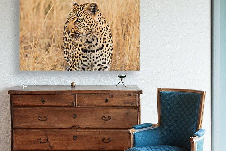 leopard by VMC Photography