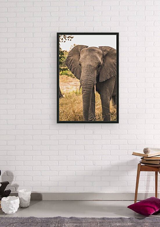 Elephant by VMC Photography