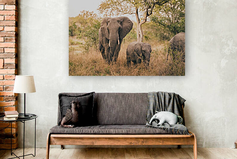 Elephants by VMC Photography
