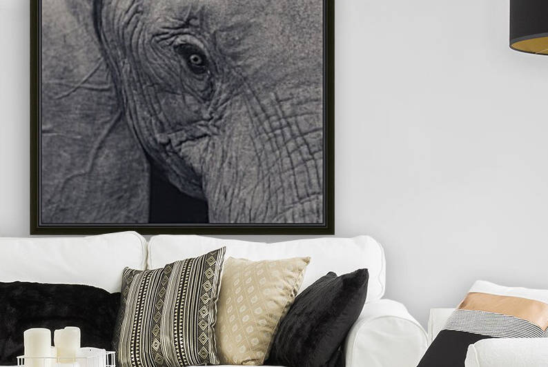 Elephant Eyes by VMC Photography