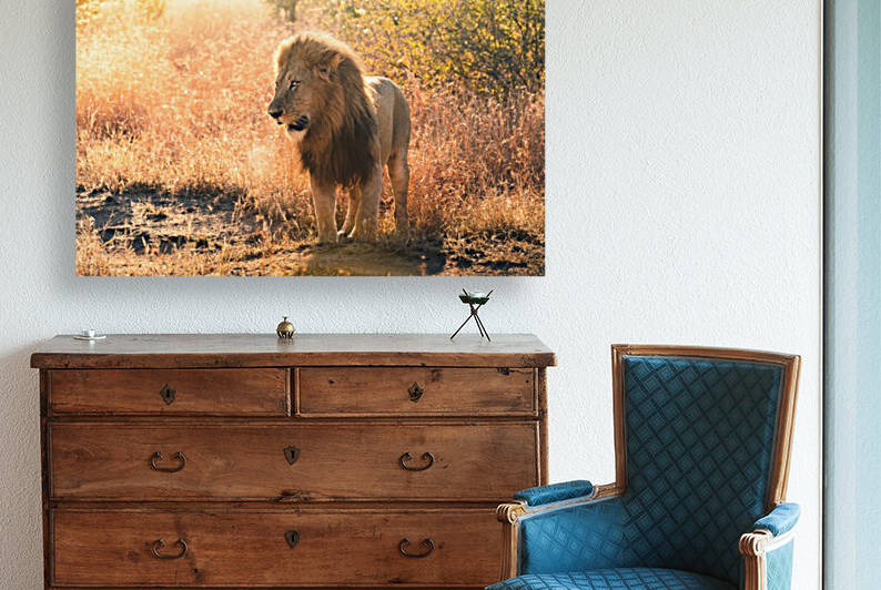 Lion 2 by VMC Photography