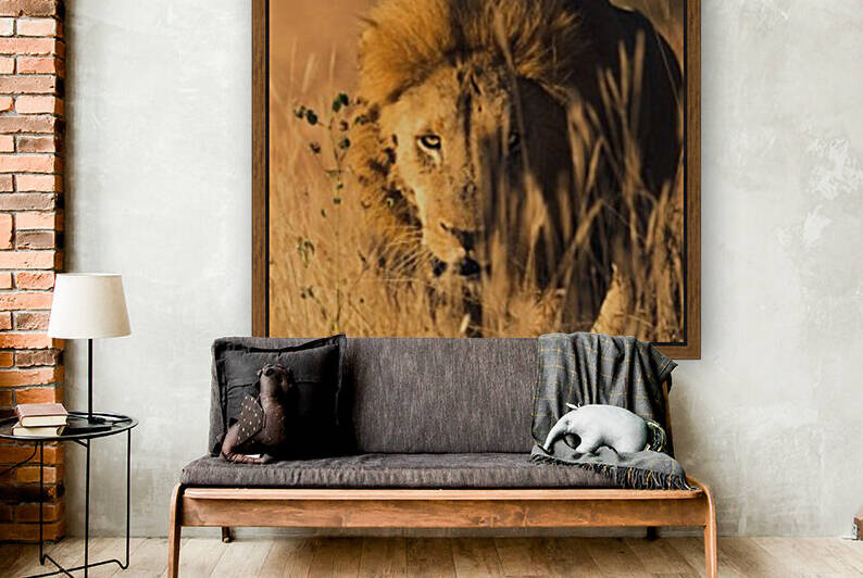 Lion by VMC Photography