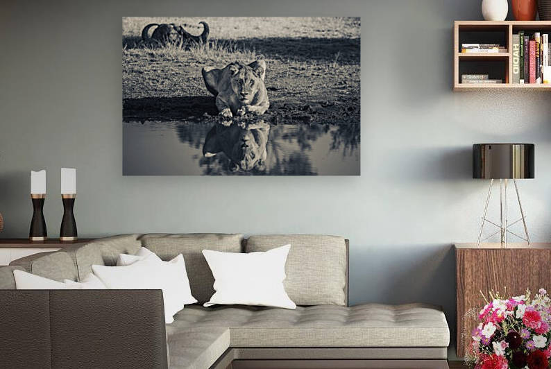 Lioness at the Watering Hole by VMC Photography