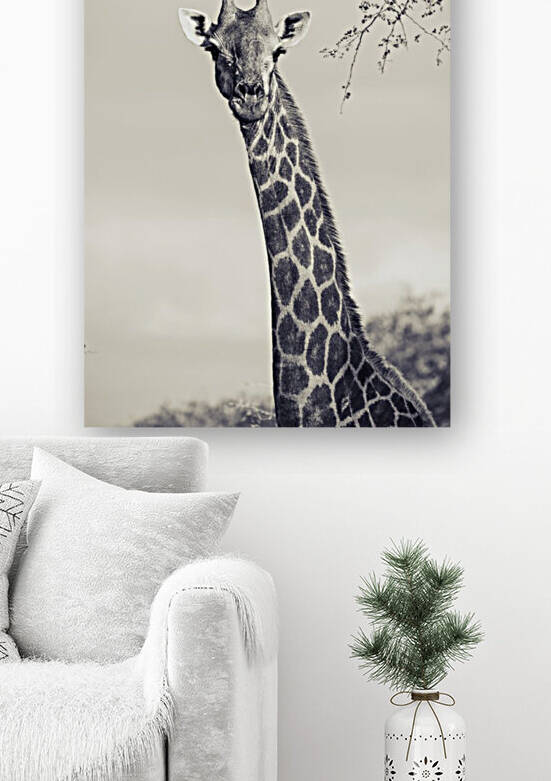 Giraffe by VMC Photography