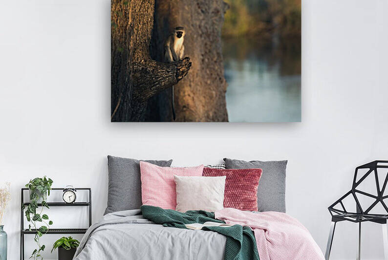 Monkey 2 by VMC Photography