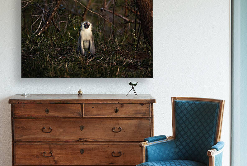 Monkey by VMC Photography