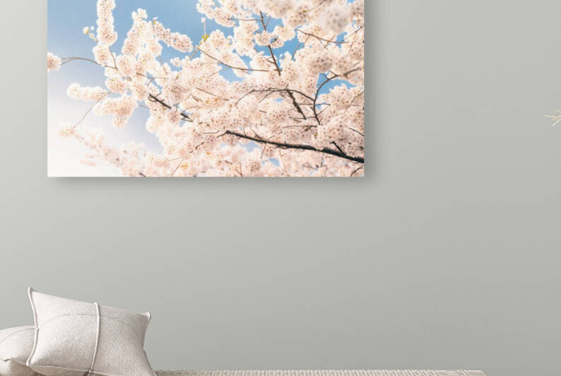 Cherry Blossoms DC by VMC Photography