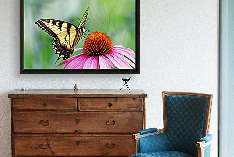 Canadian Tiger Swallowtail by Deb Oppermann