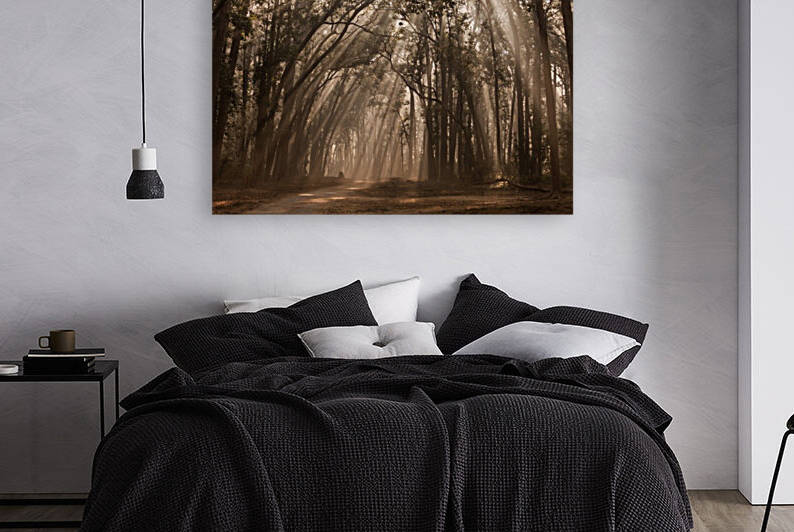 Misty Winter Mornings in wood by Samyak Kaninde