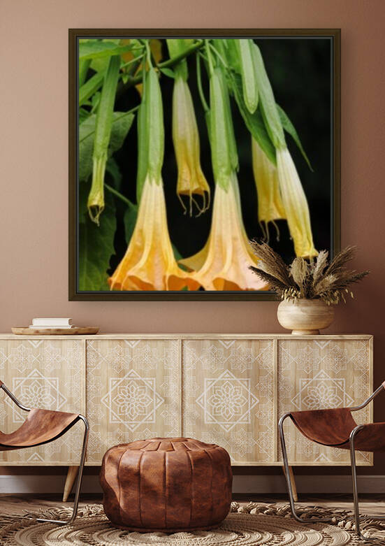 Three Stages Of Trumpet Blooms by Deb Oppermann