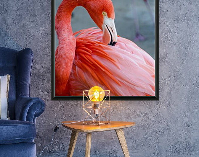 Flamingo by Harsh Patel