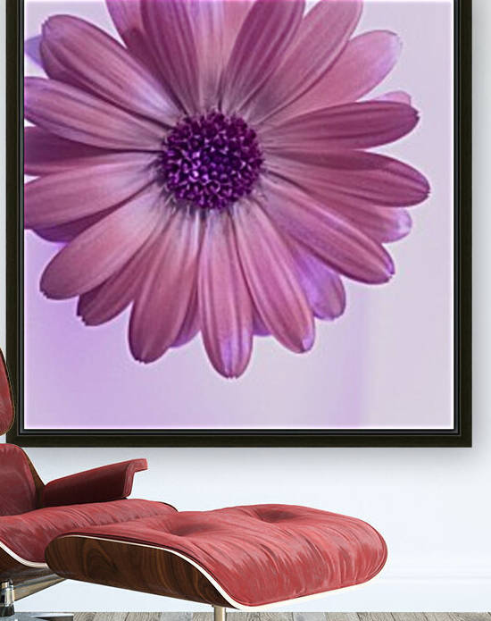 Daisy Purple by Joan Han