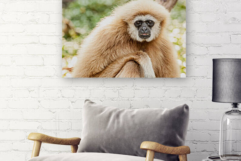 Northern white cheeked gibbon by Marcel Derweduwen