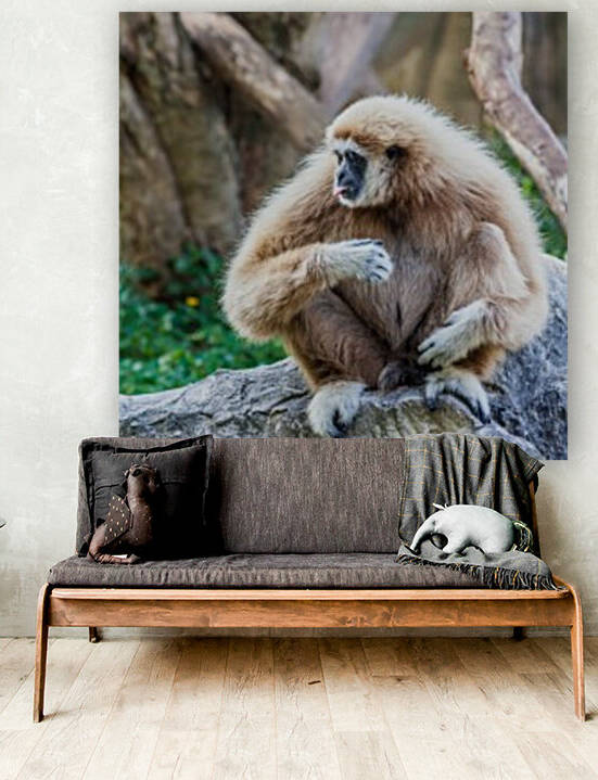 Northern white cheeked gibbon by Marcel Derweduwen