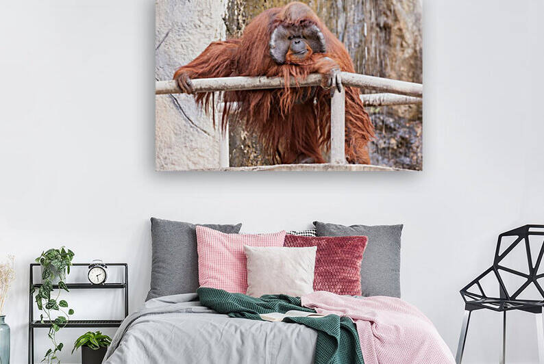 one Orang utan by Marcel Derweduwen