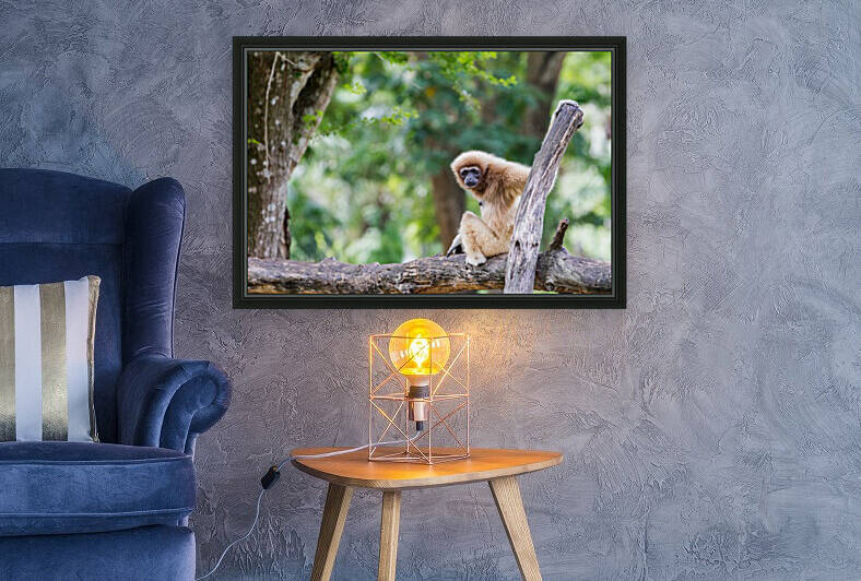 Northern white cheeked gibbon by Marcel Derweduwen