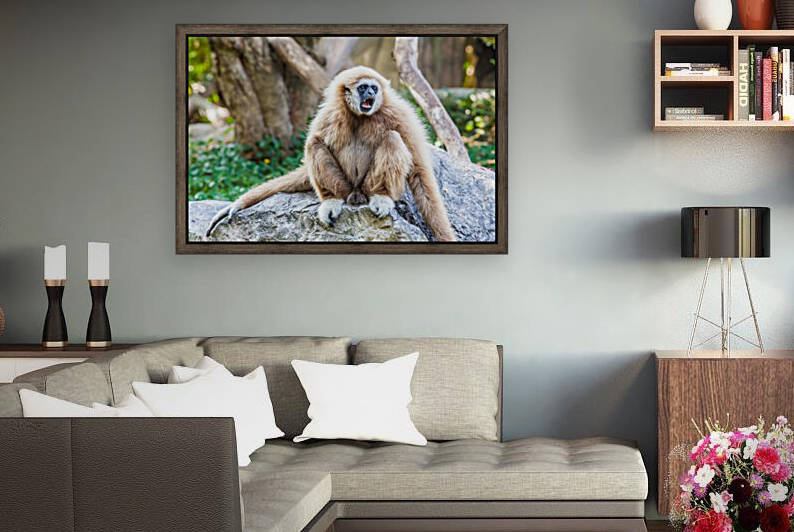 Northern white cheeked gibbon by Marcel Derweduwen