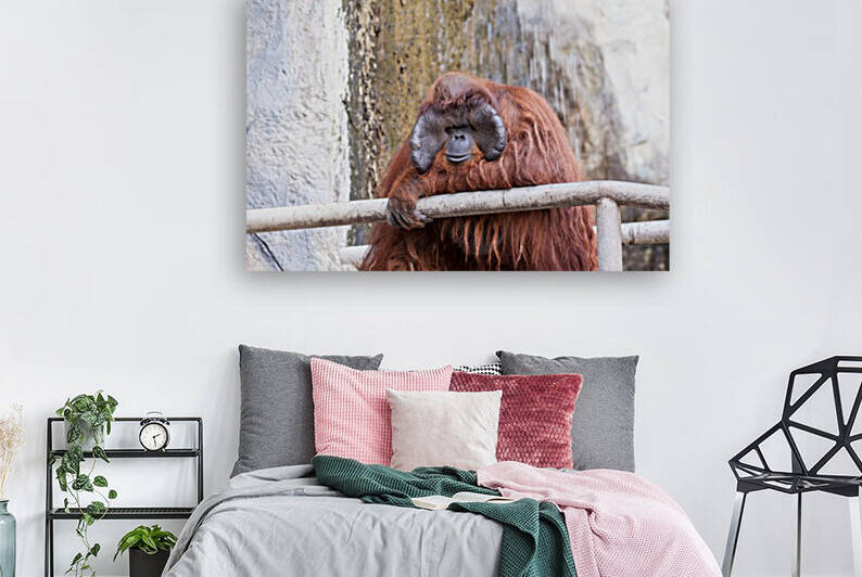 one Orang utan by Marcel Derweduwen