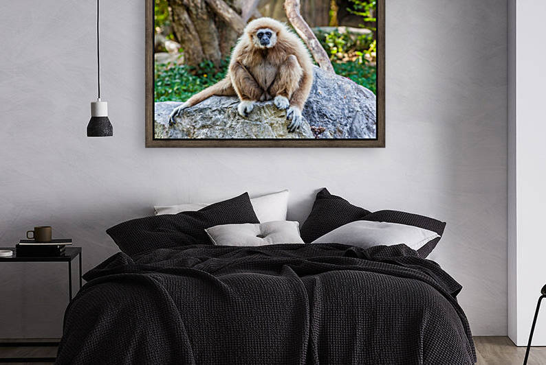 Northern white cheeked gibbon by Marcel Derweduwen