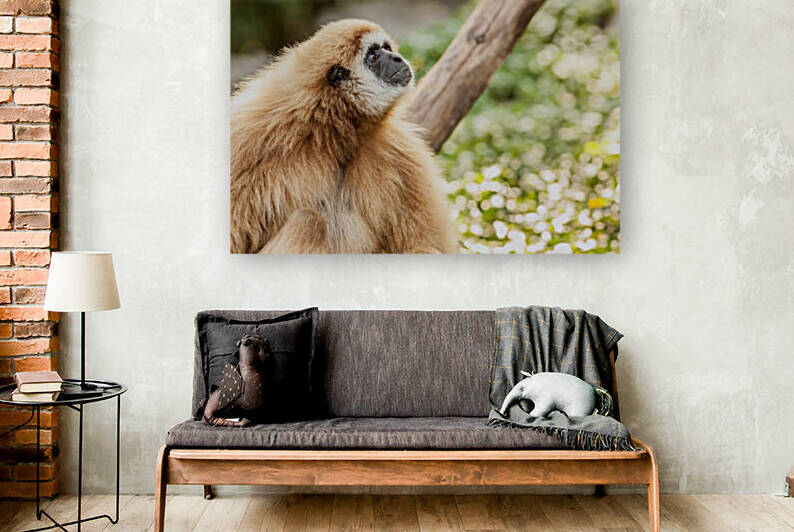 Northern white cheeked gibbon by Marcel Derweduwen