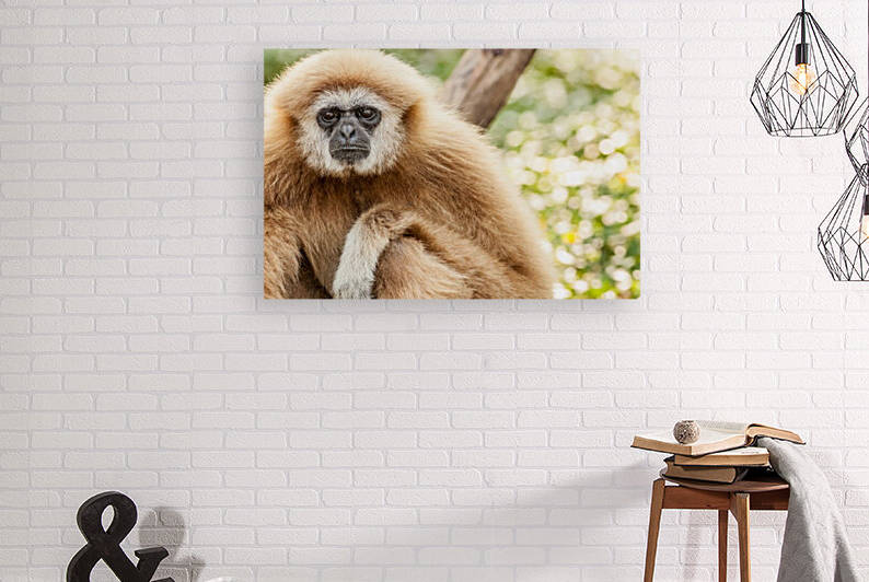 Northern white cheeked gibbon by Marcel Derweduwen