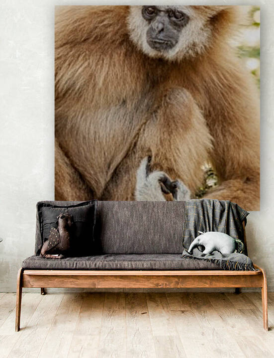 Northern white cheeked gibbon by Marcel Derweduwen