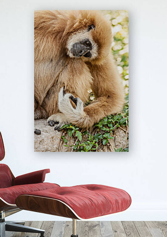 Northern white cheeked gibbon by Marcel Derweduwen