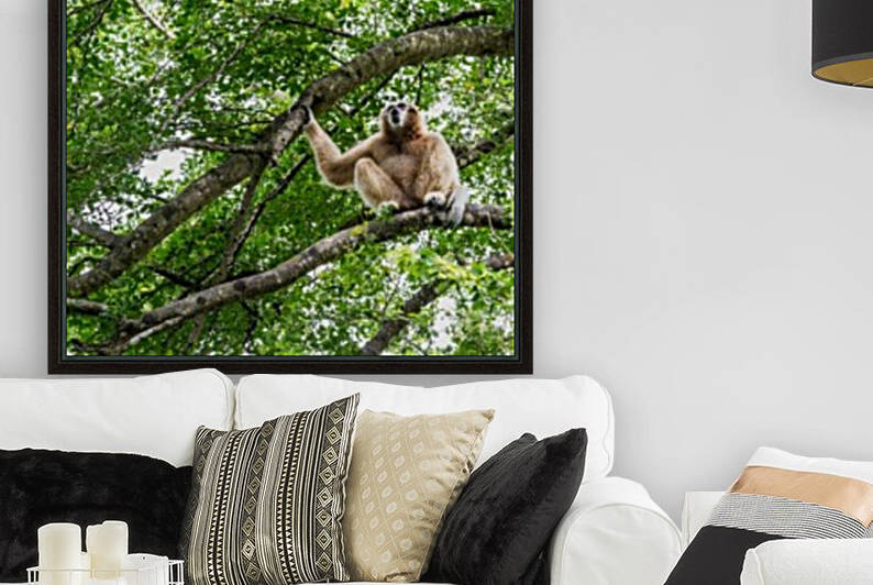 Northern white cheeked gibbon by Marcel Derweduwen